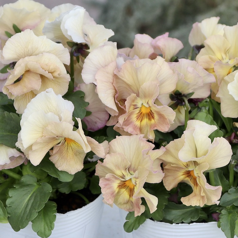 花日和さん育種フリル咲き「バンジー」＆「ビオラ」・2025年10月中下旬