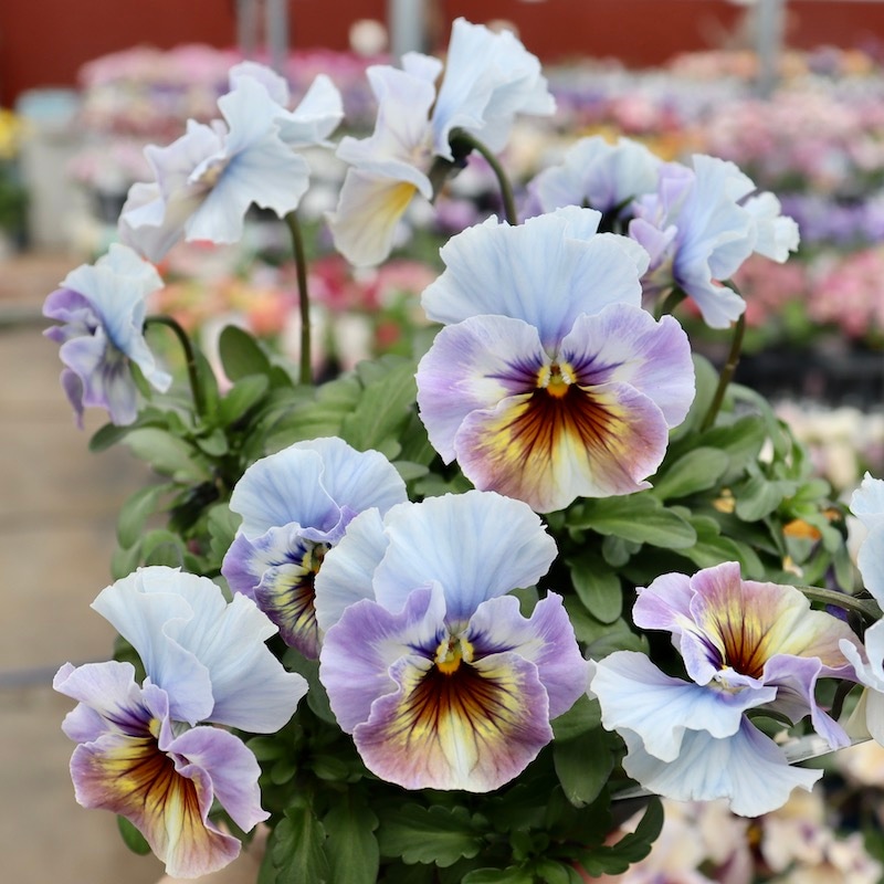 画像の現品1点限り!! 超良株☆桂楓園さんのパンジー「フェデネージュ 画像の現品1点限り!! 超良株☆桂楓園さんのパンジー「フェデネージュ