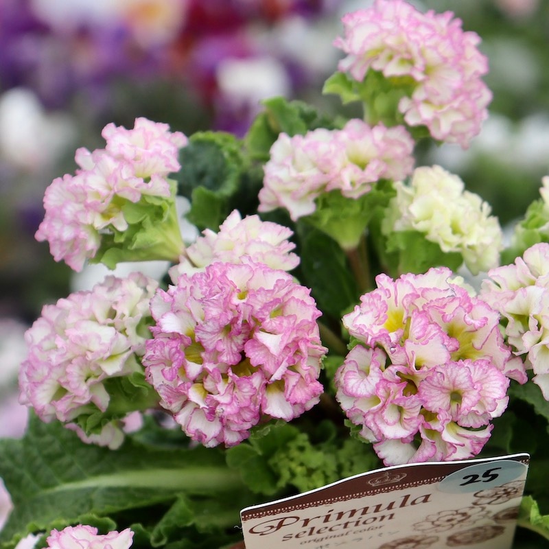 画像で花色を選べる☆k－plantsさんのプリムラ「ポンポンラパン」25番