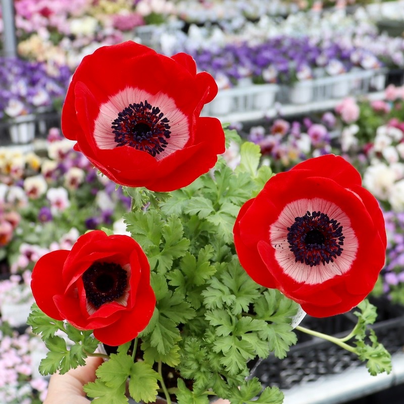 画像の現品1点限り!!2年生株のプレミアム一重咲きアネモネ「パンドラ」7番