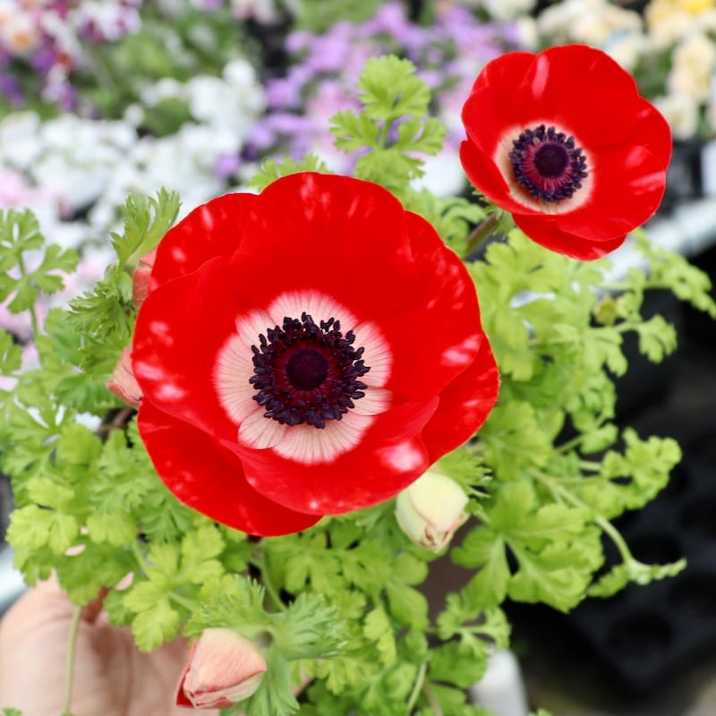 画像の現品1点限り!!2年生株のプレミアム一重咲きアネモネ「パンドラ」17番