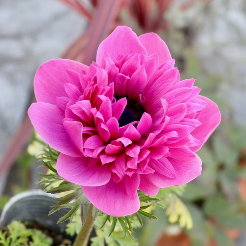 《画像で花色を選べる》2年生株のプレミアム八重咲きアネモネ「パンドラ」13番