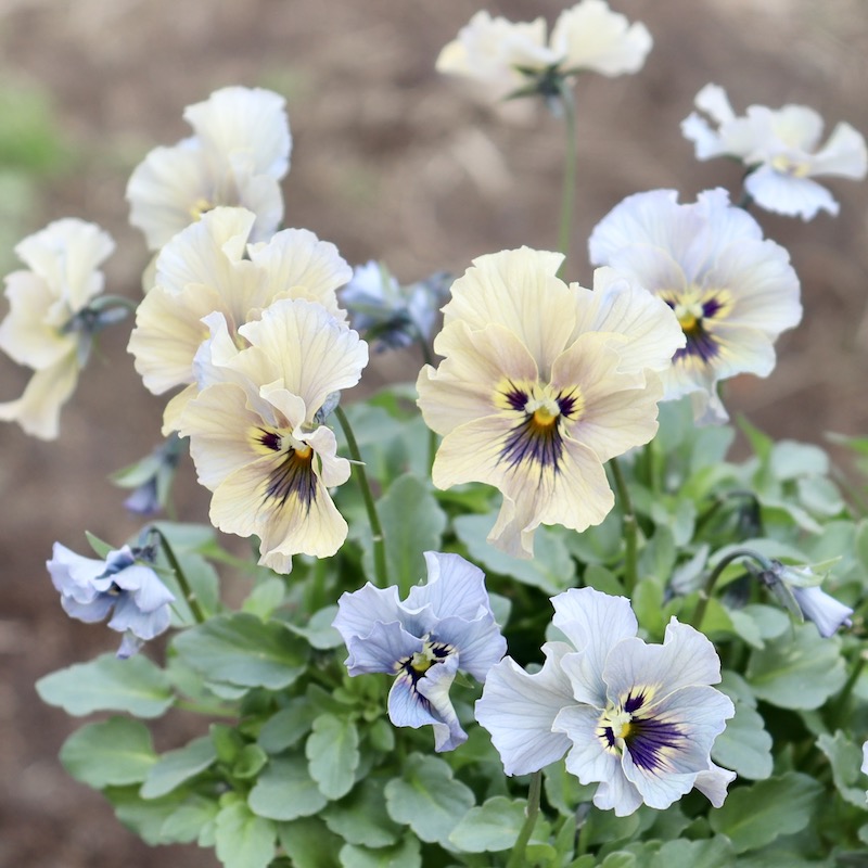 ビオラレディ 4ポットセット 画像の現品!! 石川園芸さんのビオラ