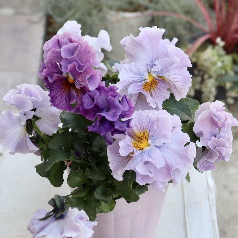 画像の現品1点限り☆Rガーデンさんのアンティークフリルパンジー