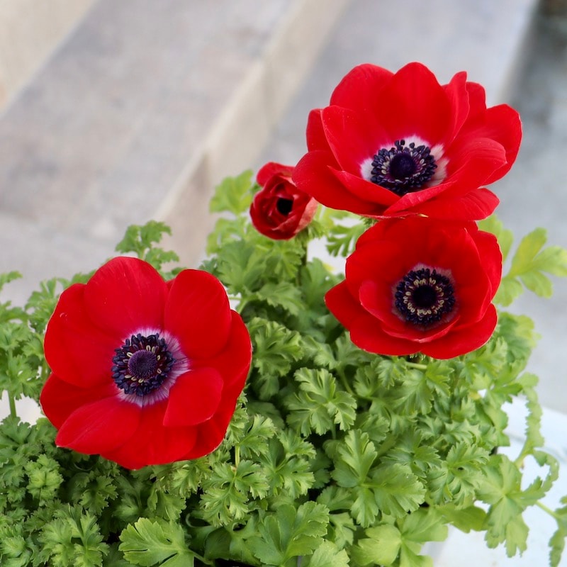 あと1点!のみ!2年生株のプレミアム一重咲きアネモネ「パンドラ」14番