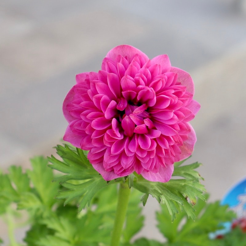 八重咲きアネモネ・ポルトダブル「オーキッド」　