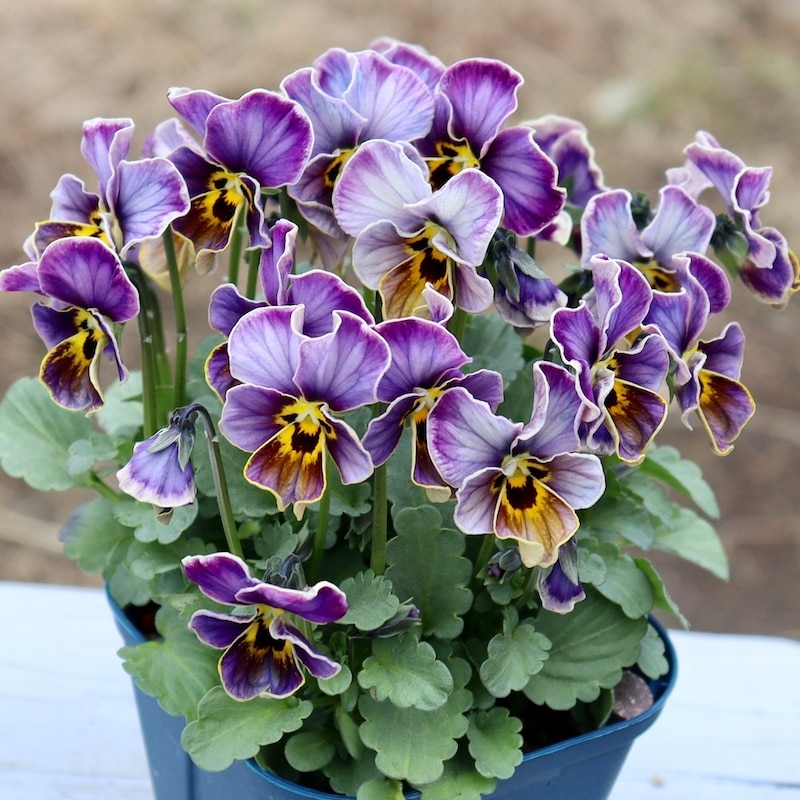 画像の現品1点限り!!サトウ園芸さんのビオラ・ヌーヴェルヴァーグ