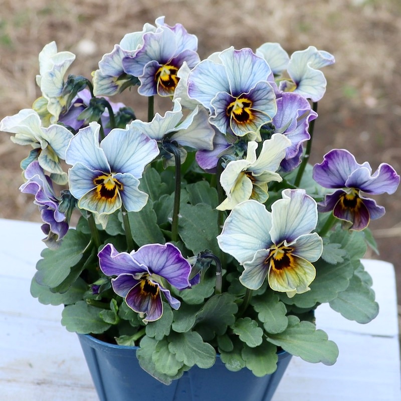 画像の現品1点限り!!サトウ園芸さんのビオラ・ヌーヴェルヴァーグ「ラピスラズリ」<31番>