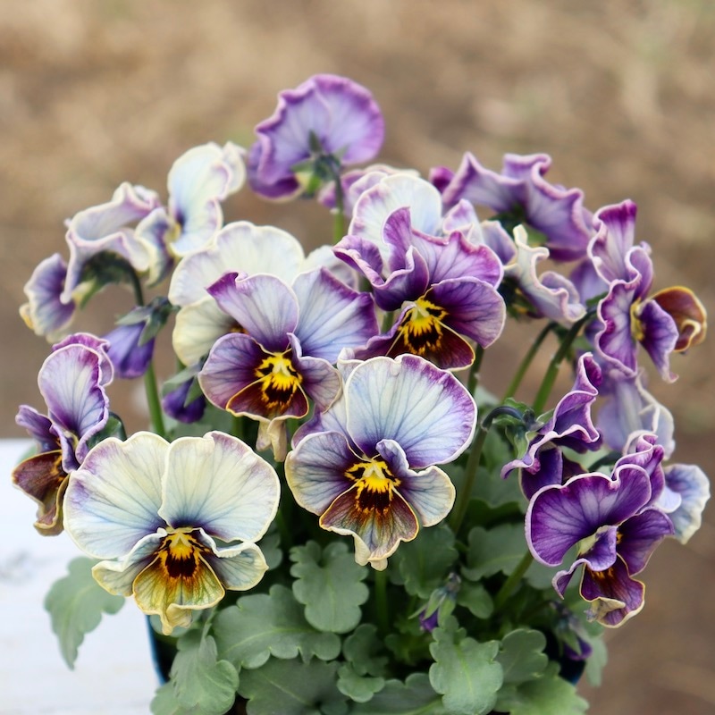 画像の現品1点限り!!サトウ園芸さんのビオラ・ヌーヴェルヴァーグ