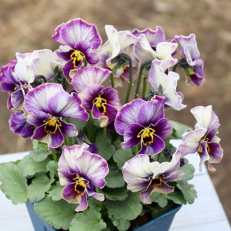 画像の現品1点限り!!サトウ園芸さんのビオラ・ヌーヴェルヴァーグ