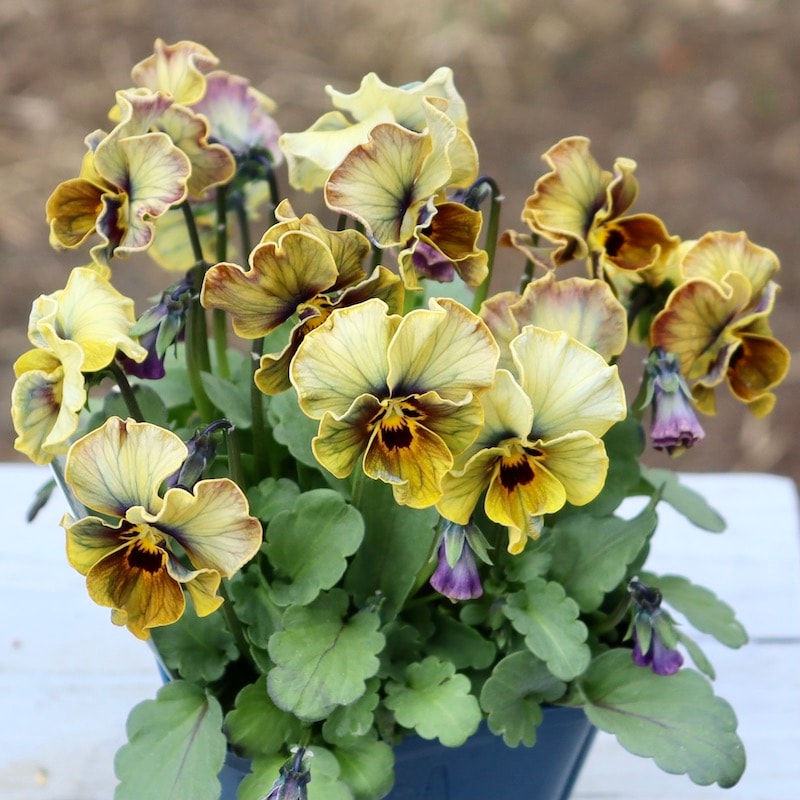 激レア☆画像の現品1点限り!!サトウ園芸さんのビオラ