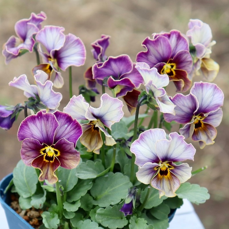 画像の現品1点限り!!サトウ園芸さんのビオラ・ヌーヴェルヴァーグ