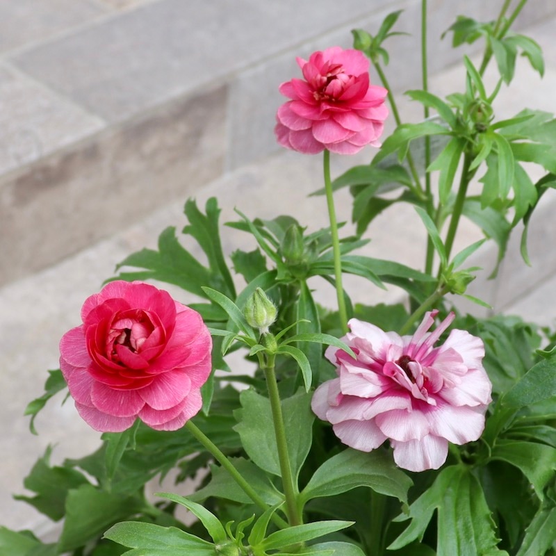 お値打ちの特大株!!《画像(最後の3枚)の現品1点限り》ラナンキュラス・ラックス「ジュピター」【6号鉢】