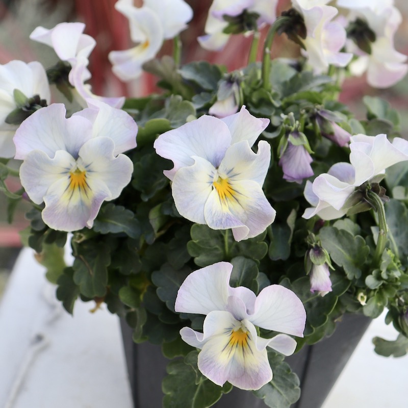 びおら様ご予約品　桂楓園　ブルーパンビオ3苗　マジックアワー　パスフリ　タグ付き びおら様ご予約品 桂楓園 ブルーパンビオ3苗 マジックアワー パスフリ