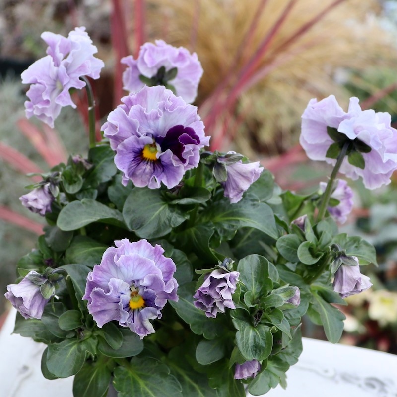 画像の現品1点限り!! 超良株☆桂楓園さんのパンジー「フェデネージュ