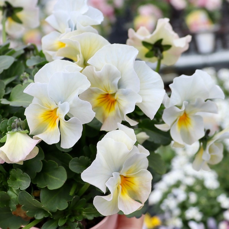 花日和さん育種フリル咲き「恋みやび」・2025年11月中下旬ごろ販売開始