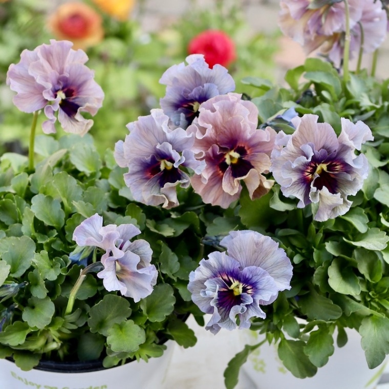 【画像とほぼ同じ花色はこれが最後】特大株☆ 石川園芸さんのビオラ「レディ」スペシャル＜SP54＞