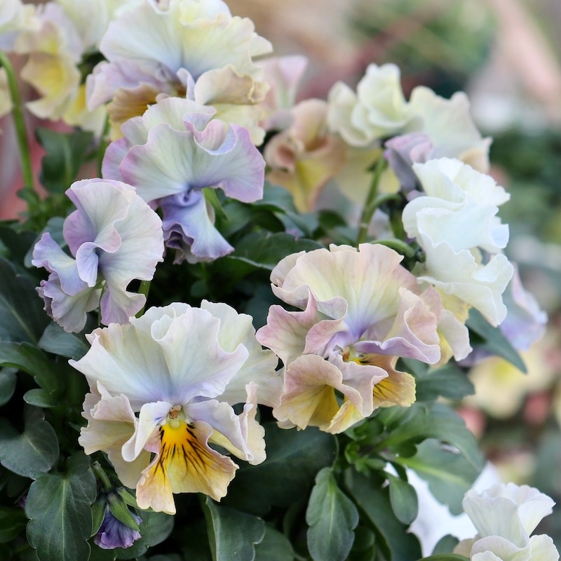 画像の現品1点限り!! 超良株☆桂楓園さんのパンジー「フェデネージュ