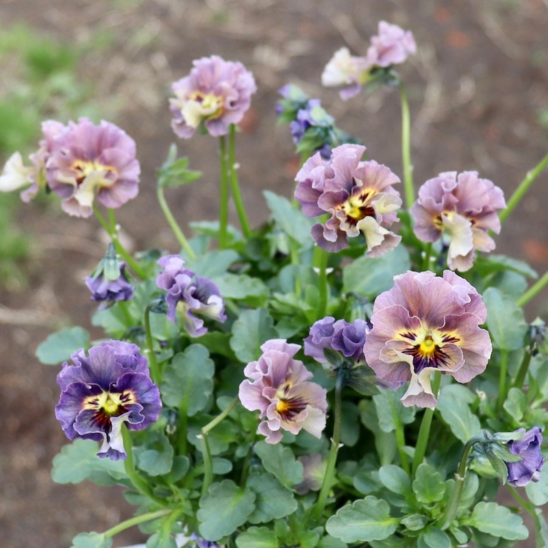 特大☆画像の現品!! 石川園芸さんのビオラ「レディ」スペシャル＜SP16＞