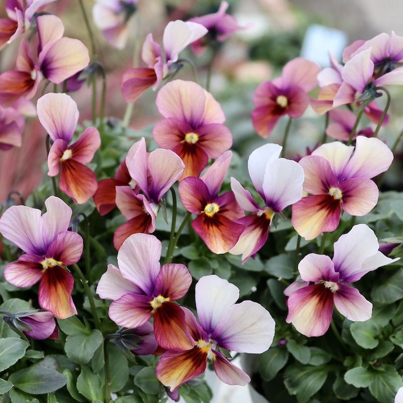 画像で花弁の色・形を選べる!!うえたビオラ「パピヨンワールド」108番