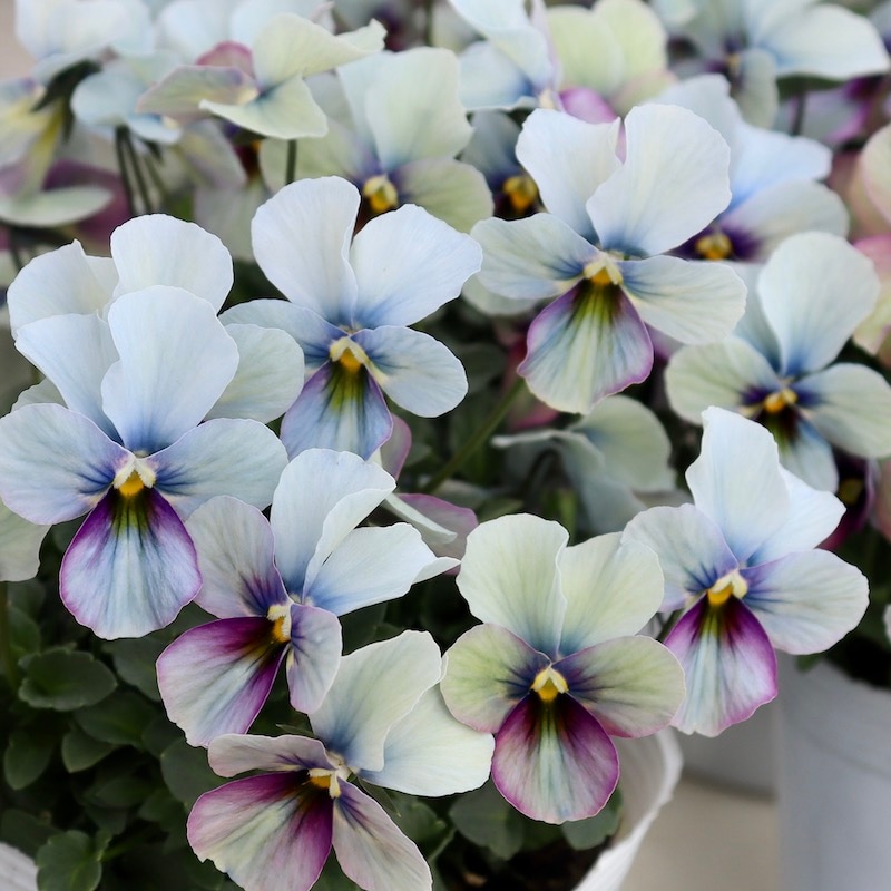 画像で花弁の色・形を選べる!!うえたビオラ「パピヨンワールド」216番