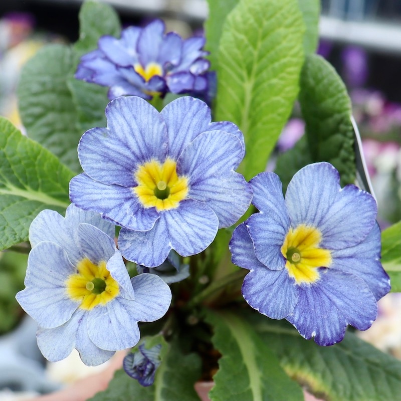 画像で花色を選べる☆k-plantsさんのプリムラ「ブルーエッジ」5番