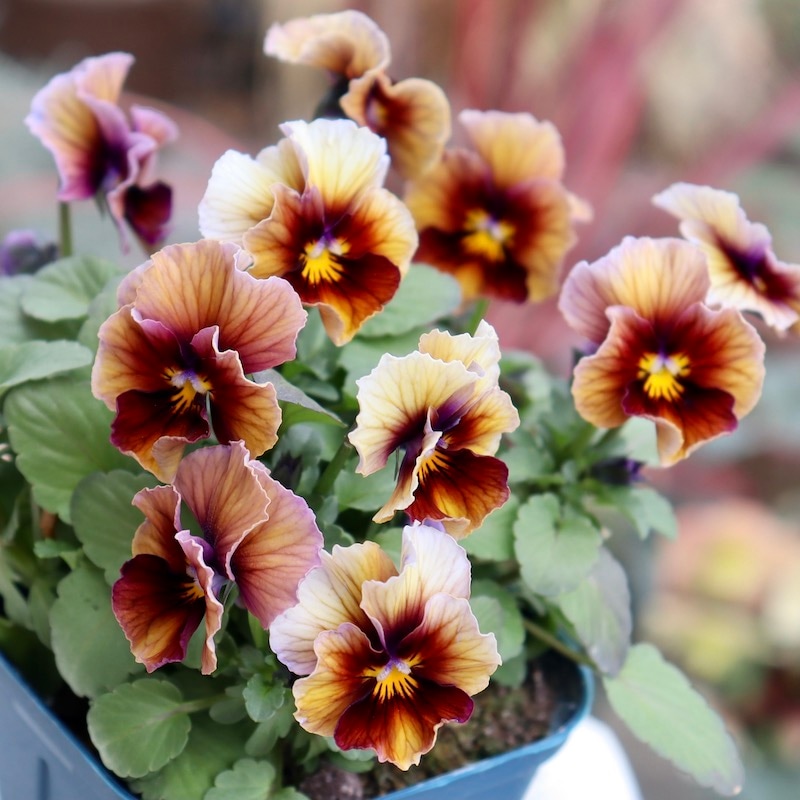 今シーズンのNEW現品1点限り☆サトウ園芸さんのビオラ・ヌーヴェル