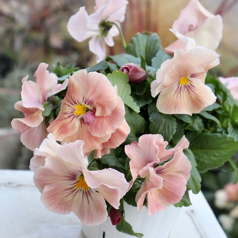 画像の現品1点限り☆八重咲きパンジー「ルナ・ドゥーブル」24番