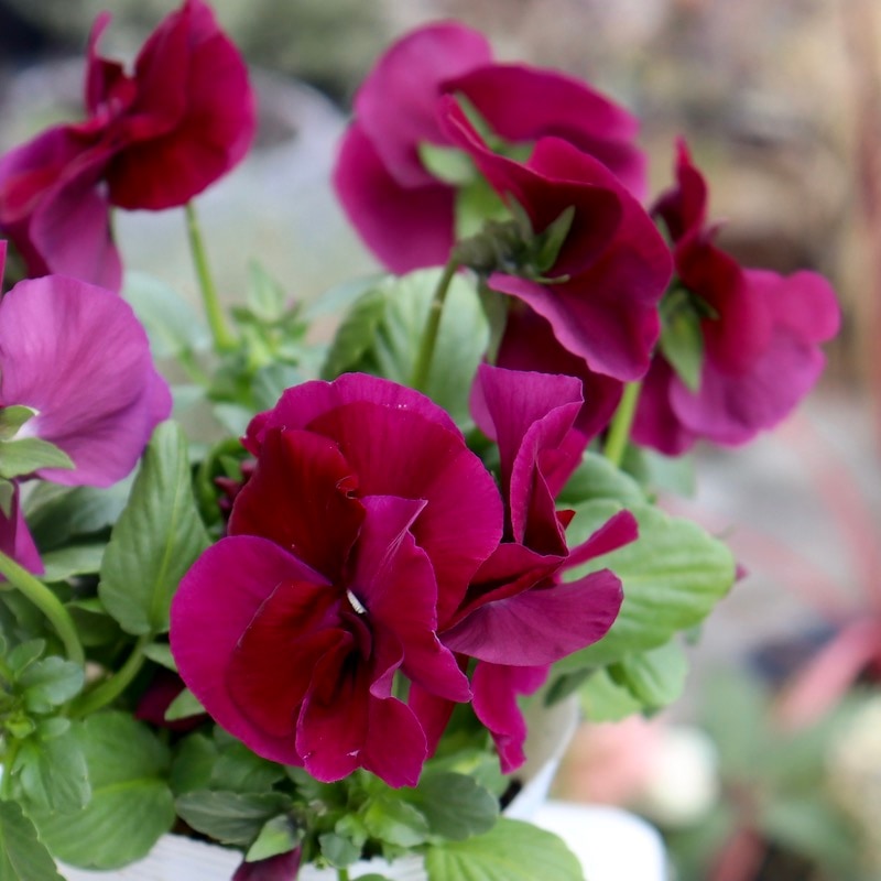 ドイリー1104❤️パンジーと八重咲き花✨2枚以上で2680円❣️ 25年11月中下旬予約]パンジー：シュシュ（花色いろいろ）3～3.5