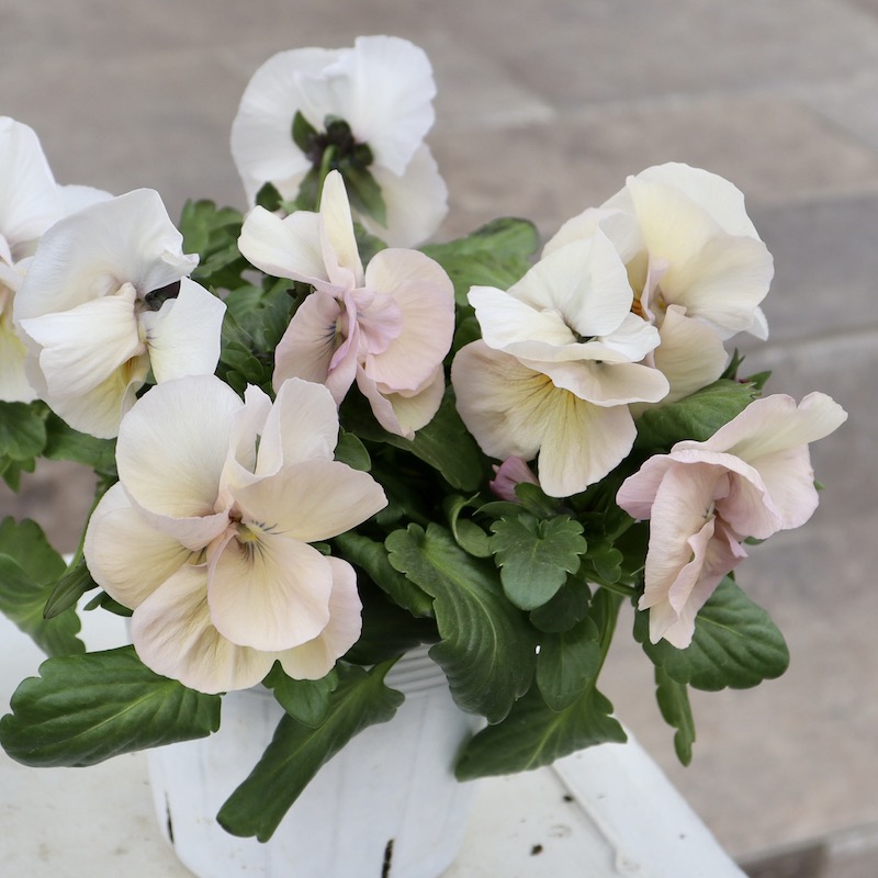 画像の現品1点限り☆八重咲きパンジー「ルナ・ドゥーブル」27番