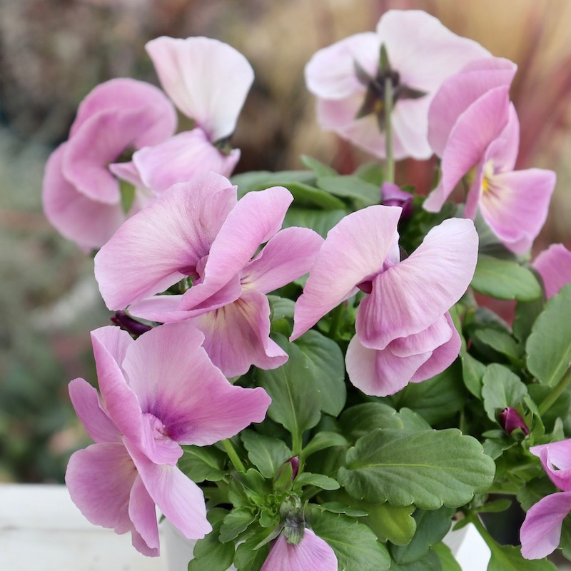 画像の現品1点限り☆八重咲きパンジー「ルナ・ドゥーブル」28番