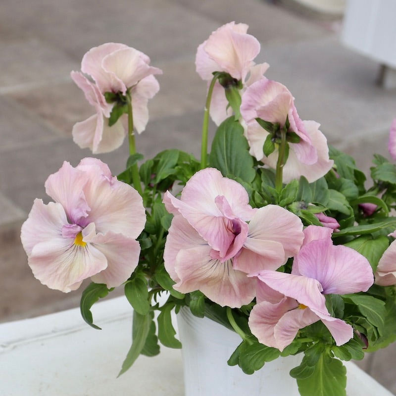 画像の現品1点限り☆八重咲きパンジー「ルナ・ドゥーブル」29番