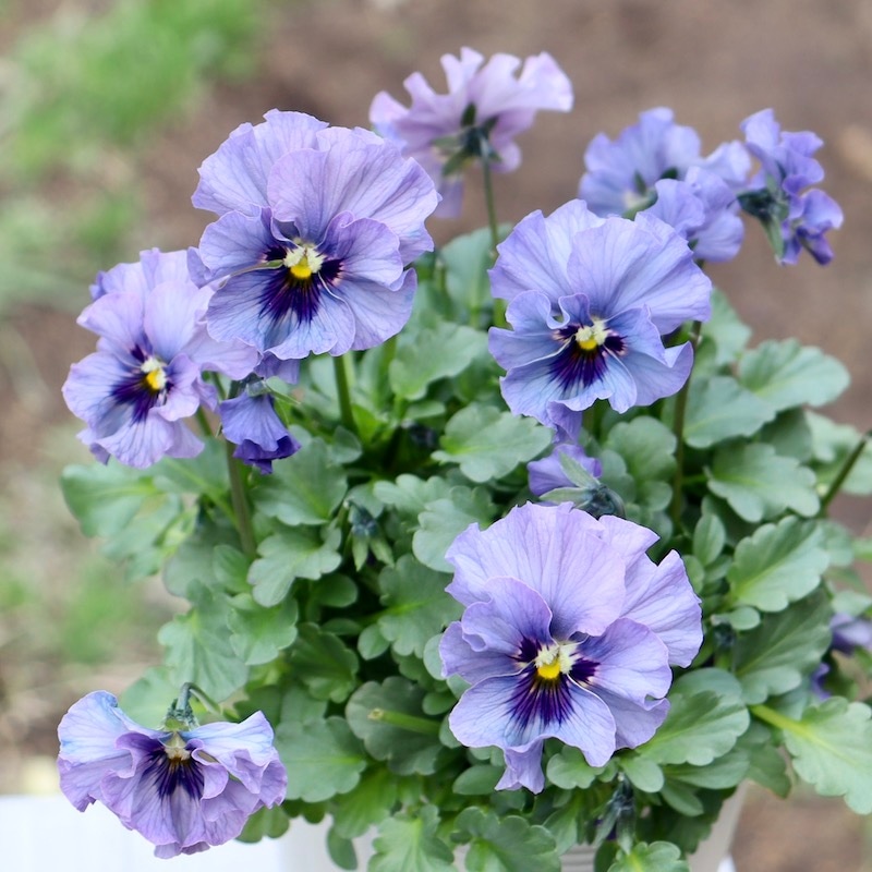 特大☆画像の現品!! 石川園芸さんのビオラ「レディ」スペシャル＜SP22＞