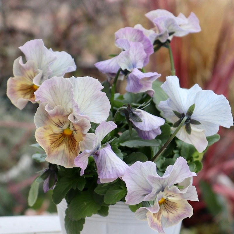 現品1点限り☆花日和さんのフリル咲きパンジー「シエルブリエ」＜SP8＞