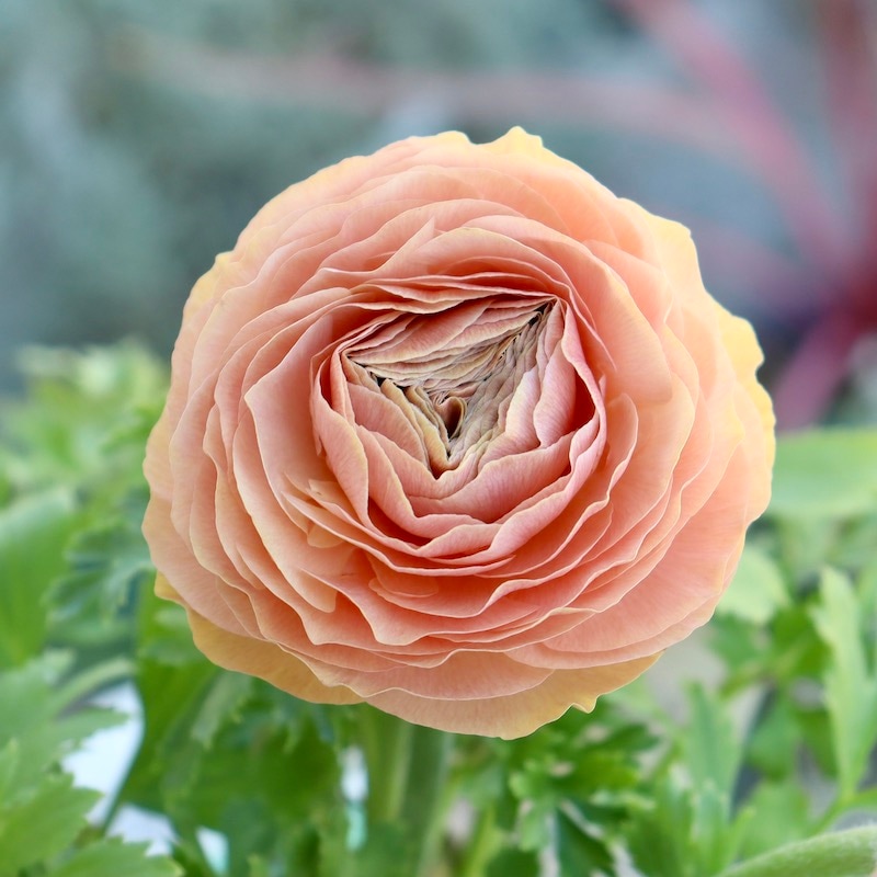 画像の現品!! うえたオリジナル・ラナンキュラス「エトワール」24-15番