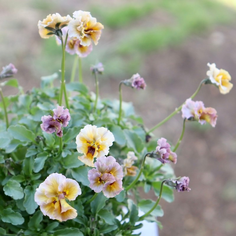 特大☆画像の現品!! 石川園芸さんのビオラ「レディ」スペシャル＜SP25＞