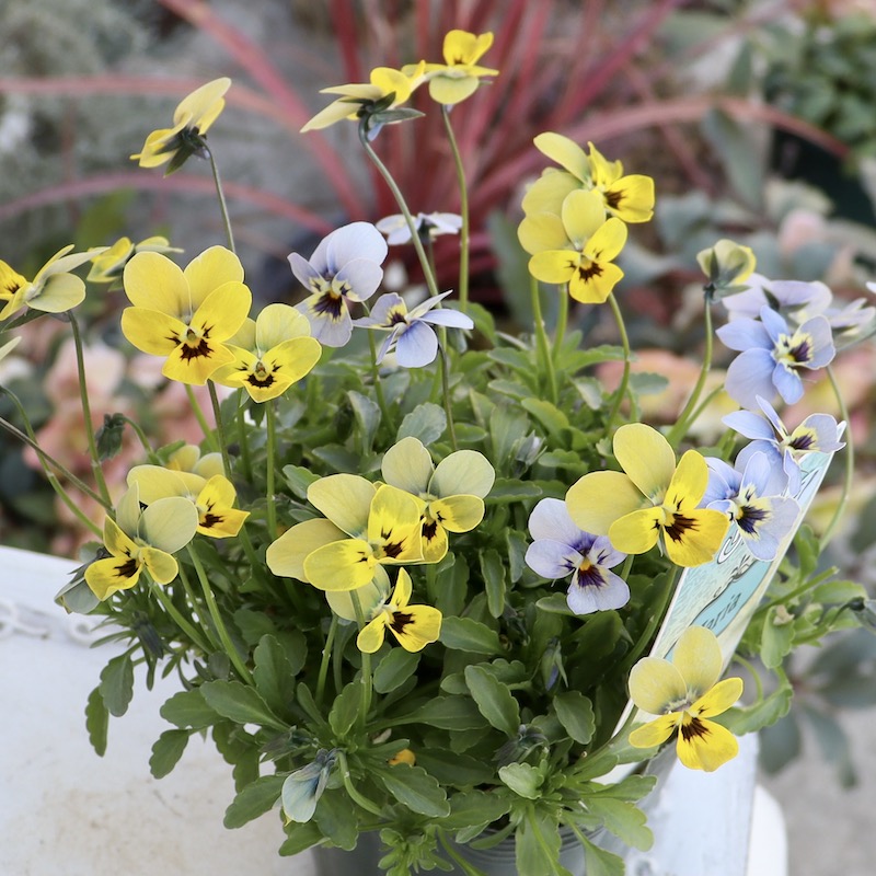 画像の現品☆1点限り☆ゲブラさん育種ビオラ・ミステリアスシリーズ「マリア」SP2