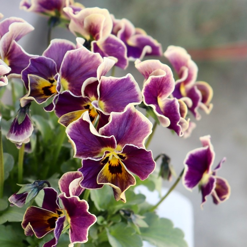 画像の現品1点限り!!サトウ園芸さんのビオラ・ヌーヴェルヴァーグ