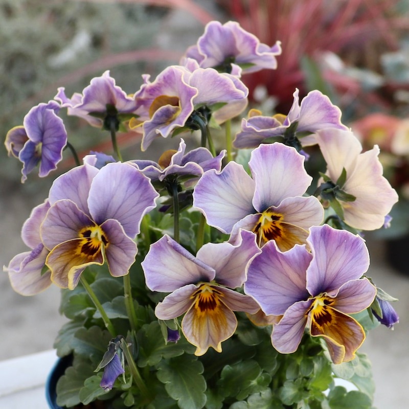 画像の現品1点限り!!サトウ園芸さんのビオラ・ヌーヴェルヴァーグ