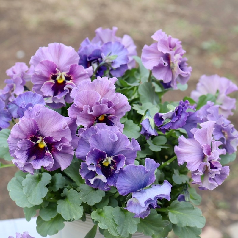 特大☆画像の現品!! 石川園芸さんのビオラ「レディ」スペシャル＜SP26＞