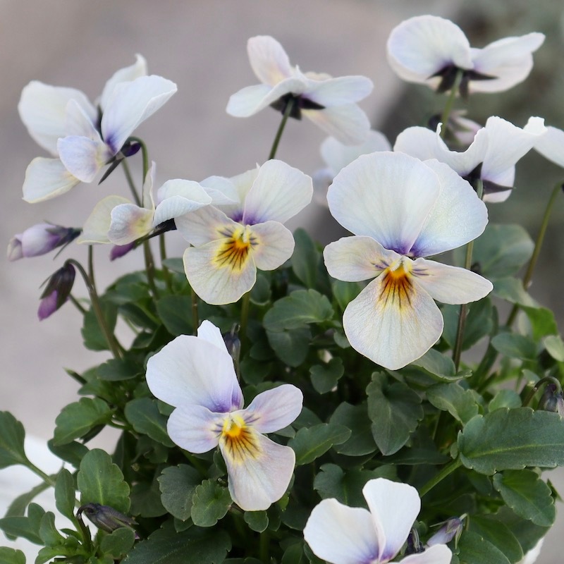 画像の現品1点限り!!うえたビオラ「パピヨンワールド」113番