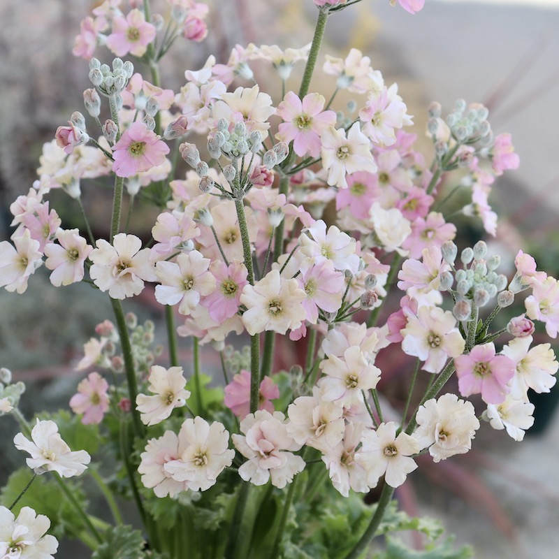 【4号鉢】ちょっぴりシックなピンクの桜草「アンティークピンク」