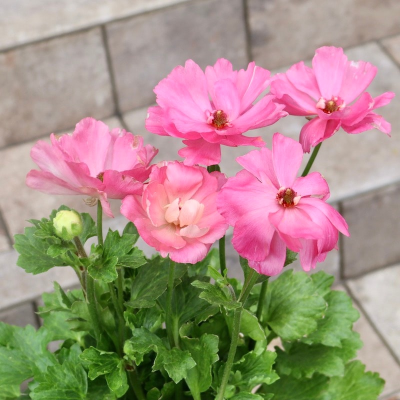 画像の現品!! 【5号鉢】綾園芸さんのラナンキュラス「セイレン」2024年4番