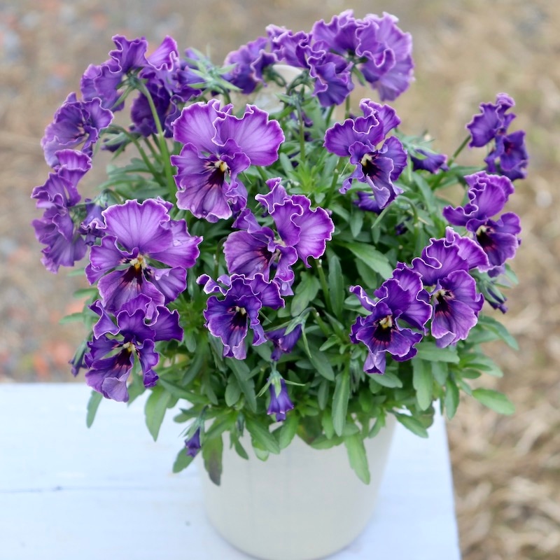 特大☆画像の現品!! 石川園芸さんのビオラ「レディ」スペシャル＜SP27＞