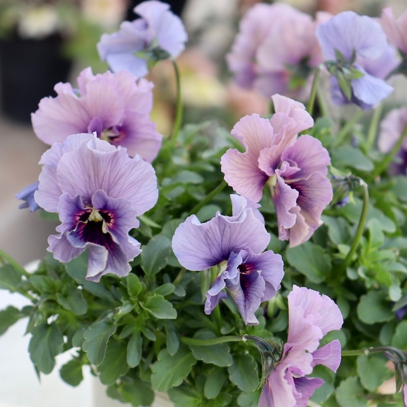 ハンドメイド　ビオラ ゲブラさん】 ビオラ 『ミックス』 2.5寸POT