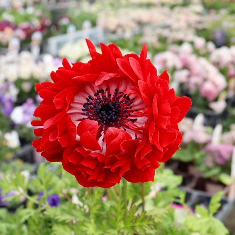 ポルト｜秋植え球根植物｜ネット通販ショップ～風散歩～