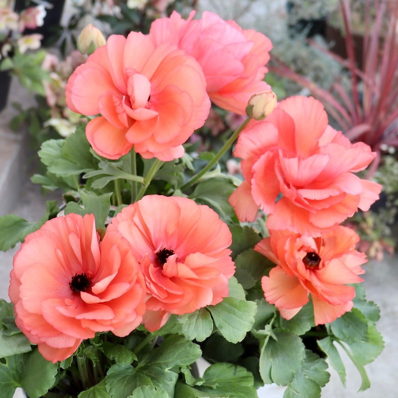 5号鉢】綾園芸さんのラナンキュラス「キプロアプリコット」