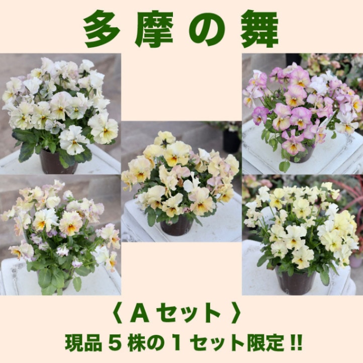 お買得♪画像の現品☆5株1セット限定!! 秋田茂良さん育種のパンジー「多摩の舞」A