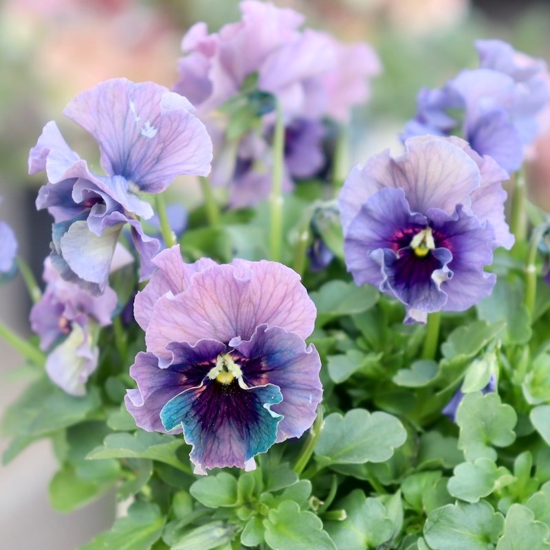 特大☆画像の現品!! 石川園芸さんのビオラ「レディ」スペシャル＜SP29＞