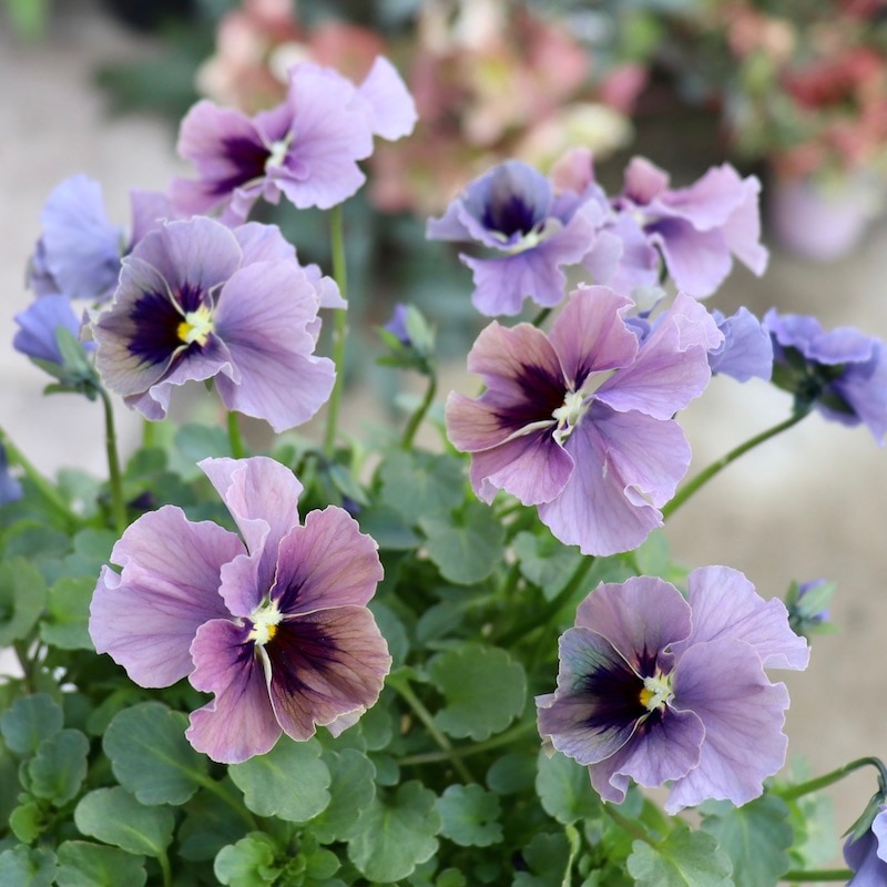 ビオラレディ 4ポットセット ビオラレディ 4ポットセット 画像の現品!! 石川園芸さんのビオラ